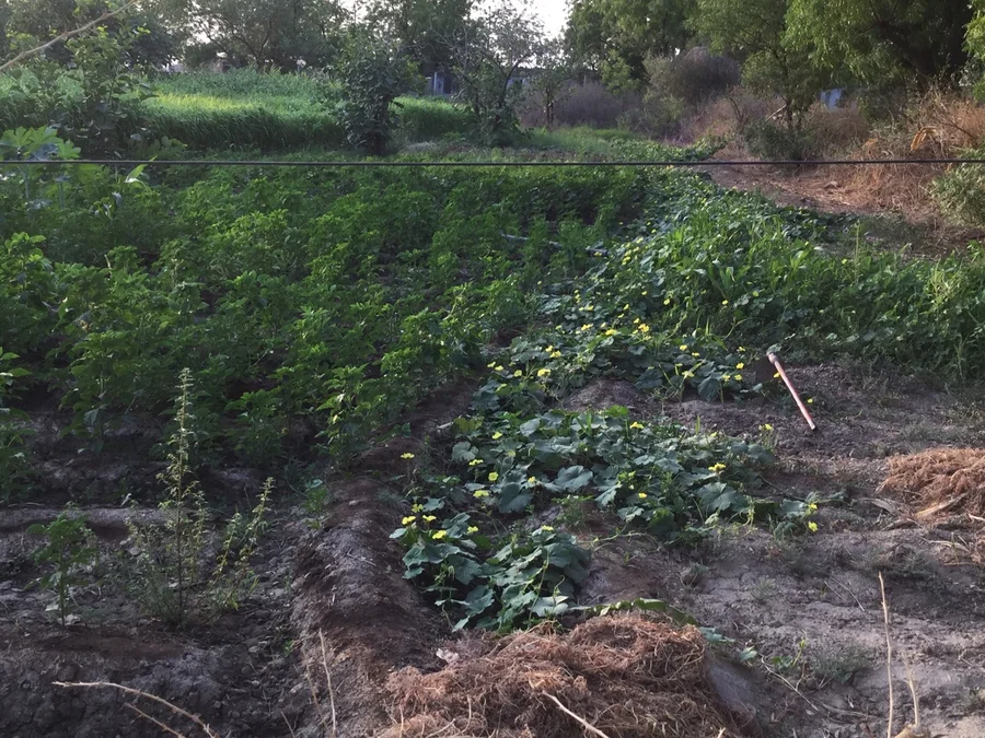 yellow flowers of luffa gourd 1200